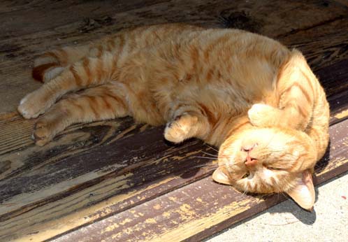 Red is enjoying the late summer sunshine!